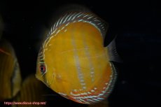 画像1: 【ワイルドディスカス】【通販】【３年ぶりの入荷】ラーゴクリペア レッド【個体販売】11-13cm（生体）クリペア産 (1)