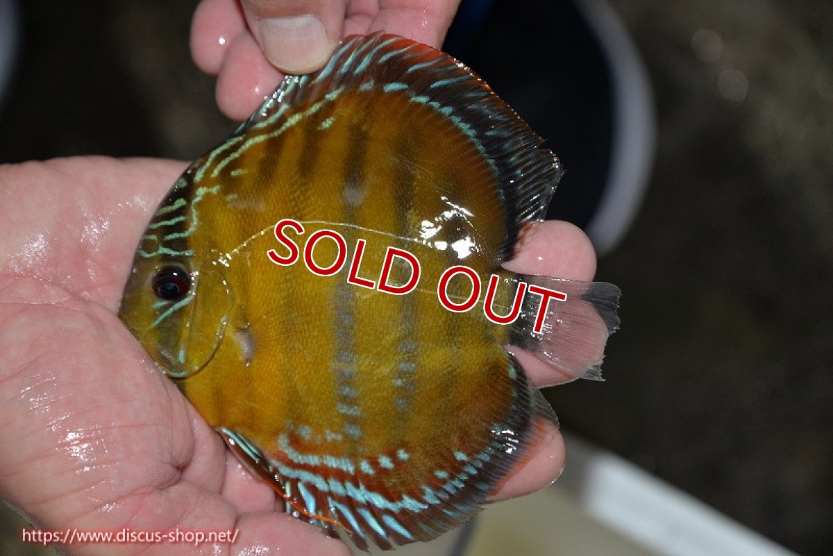 画像2: 【決算セール対象個体】【ワイルドディスカス】【通販】【３年ぶりの入荷】ラーゴクリペア レッド【個体販売】11-13cm（生体）クリペア産 (2)