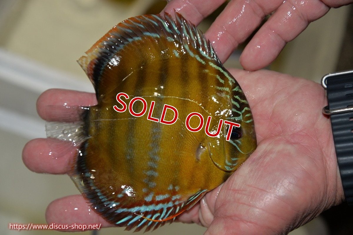画像3: 【決算セール対象個体】【ワイルドディスカス】【通販】【３年ぶりの入荷】ラーゴクリペア レッド【個体販売】11-13cm（生体）クリペア産 (3)