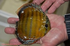 画像3: 【ワイルドディスカス】【通販】【３年ぶりの入荷】ラーゴクリペア レッド【個体販売】11-13cm（生体）クリペア産 (3)