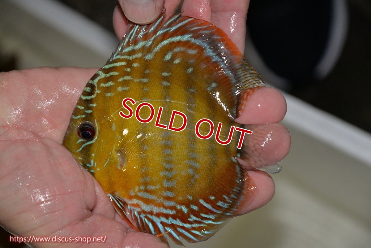 画像1: 【決算セール対象個体】【ワイルドディスカス】【通販】【３年ぶりの入荷】ラーゴクリペア レッド【個体販売】11-13cm（生体）クリペア産 (1)