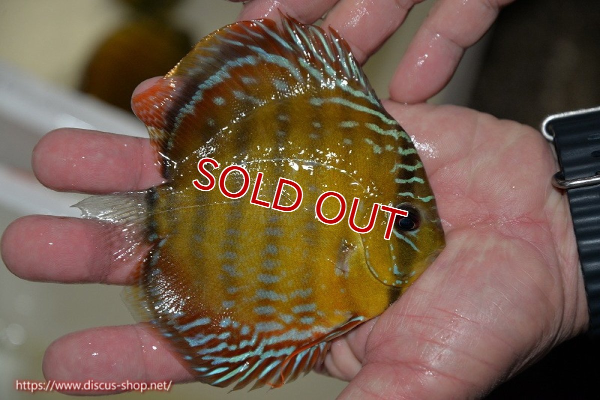 画像2: 【決算セール対象個体】【ワイルドディスカス】【通販】【３年ぶりの入荷】ラーゴクリペア レッド【個体販売】11-13cm（生体）クリペア産 (2)