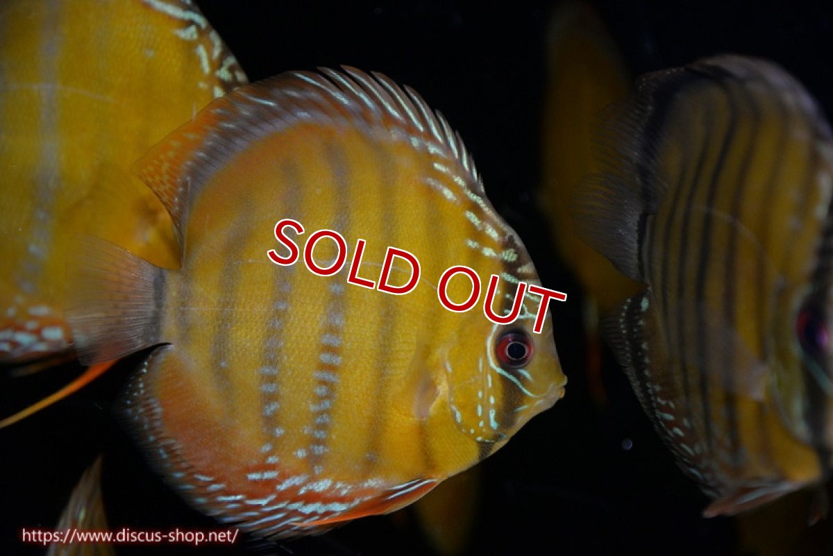 画像1: 【決算セール対象個体】【ワイルドディスカス】【通販】【３年ぶりの入荷】ラーゴクリペア レッド【個体販売】11-13cm（生体）クリペア産 (1)