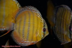 画像1: 【ワイルドディスカス】【通販】【３年ぶりの入荷】ラーゴクリペア レッド【個体販売】11-13cm（生体）クリペア産 (1)