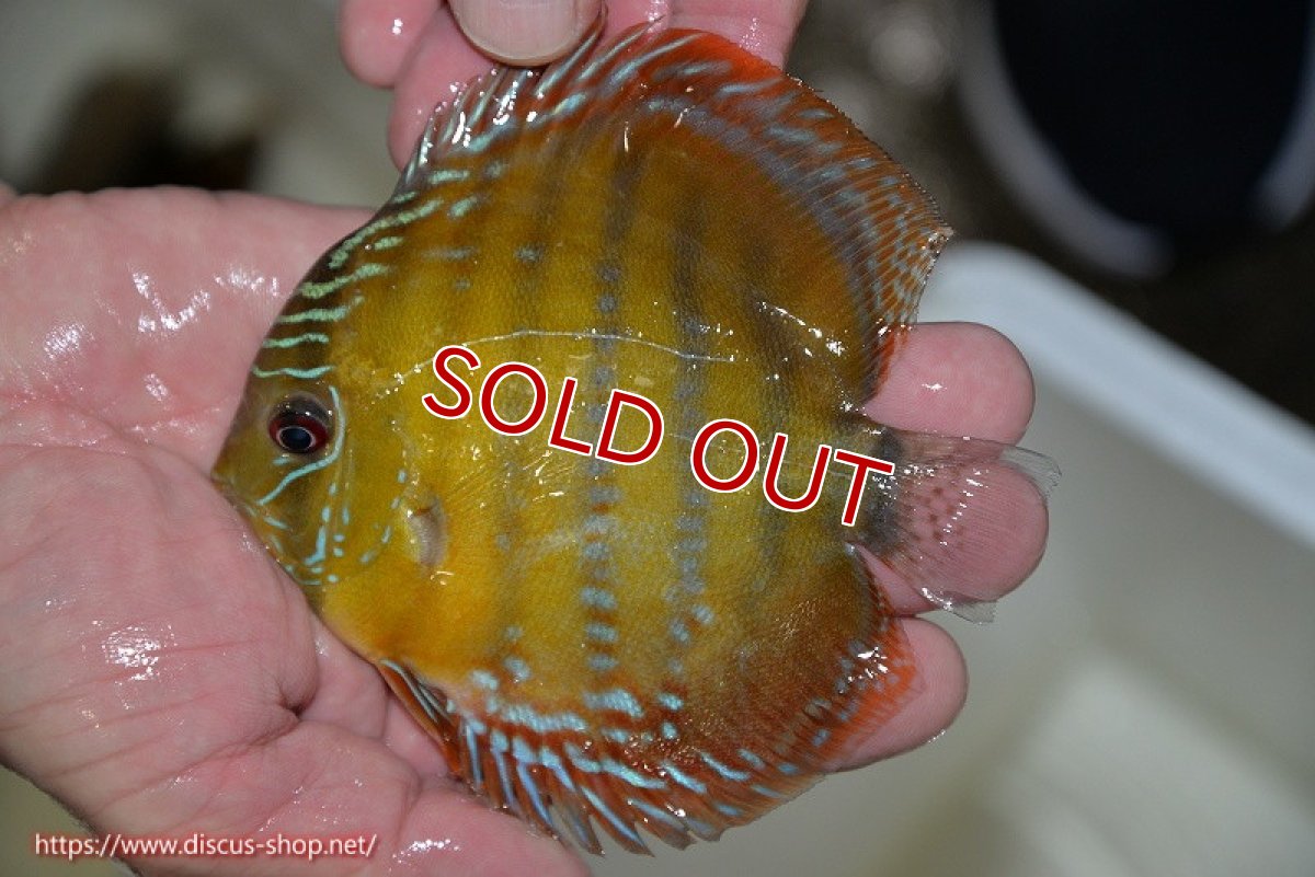 画像2: 【決算セール対象個体】【ワイルドディスカス】【通販】【３年ぶりの入荷】ラーゴクリペア レッド【個体販売】11-13cm（生体）クリペア産 (2)