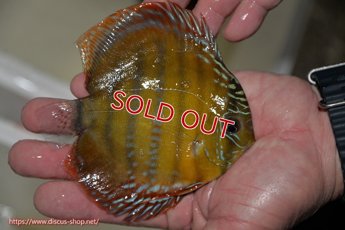 画像3: 【決算セール対象個体】【ワイルドディスカス】【通販】【３年ぶりの入荷】ラーゴクリペア レッド【個体販売】11-13cm（生体）クリペア産 (3)