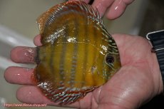 画像3: 【ワイルドディスカス】【通販】【３年ぶりの入荷】ラーゴクリペア レッド【個体販売】11-13cm（生体）クリペア産 (3)