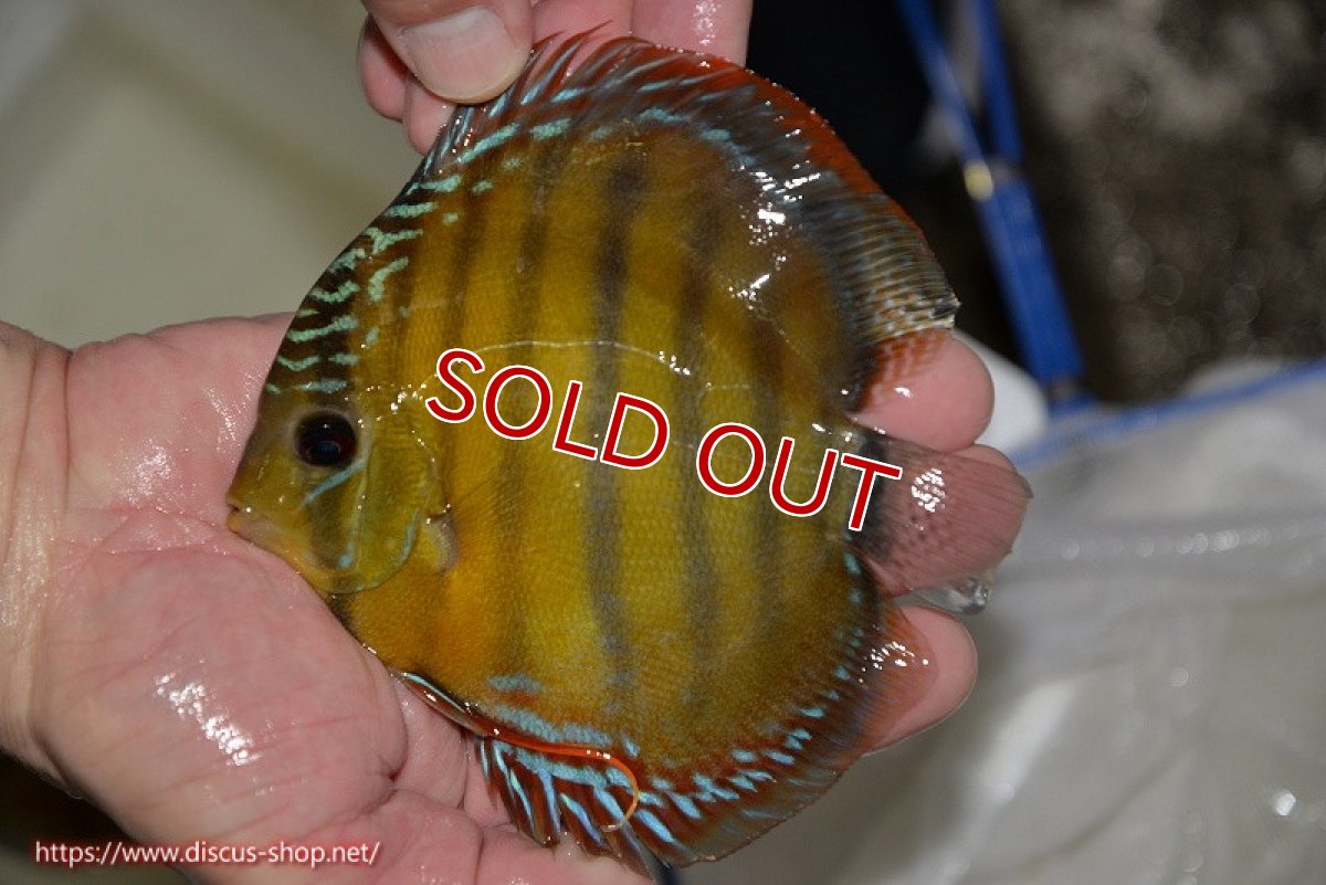 画像1: 【決算セール対象個体】【ワイルドディスカス】【通販】【３年ぶりの入荷】ラーゴクリペア レッド【個体販売】11-13cm（生体）クリペア産 (1)