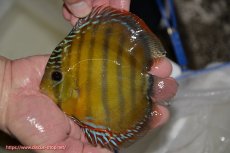 画像1: 【ワイルドディスカス】【通販】【３年ぶりの入荷】ラーゴクリペア レッド【個体販売】11-13cm（生体）クリペア産 (1)