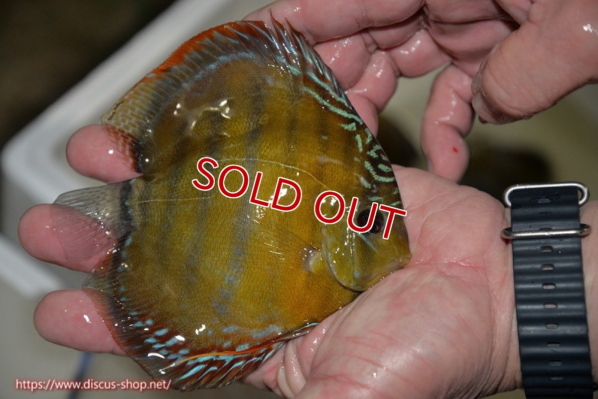 画像2: 【決算セール対象個体】【ワイルドディスカス】【通販】【３年ぶりの入荷】ラーゴクリペア レッド【個体販売】11-13cm（生体）クリペア産 (2)