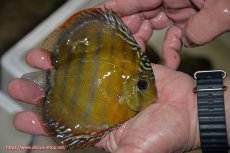 画像2: 【ワイルドディスカス】【通販】【３年ぶりの入荷】ラーゴクリペア レッド【個体販売】11-13cm（生体）クリペア産 (2)