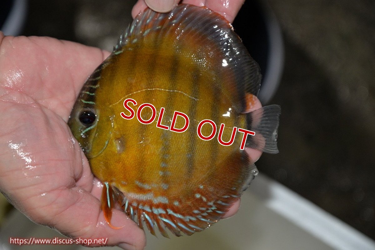 画像1: 【決算セール対象個体】【ワイルドディスカス】【通販】【３年ぶりの入荷】ラーゴクリペア レッド【個体販売】11-13cm（生体）クリペア産 (1)