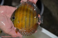 画像1: 【ワイルドディスカス】【通販】【３年ぶりの入荷】ラーゴクリペア レッド【個体販売】11-13cm（生体）クリペア産 (1)