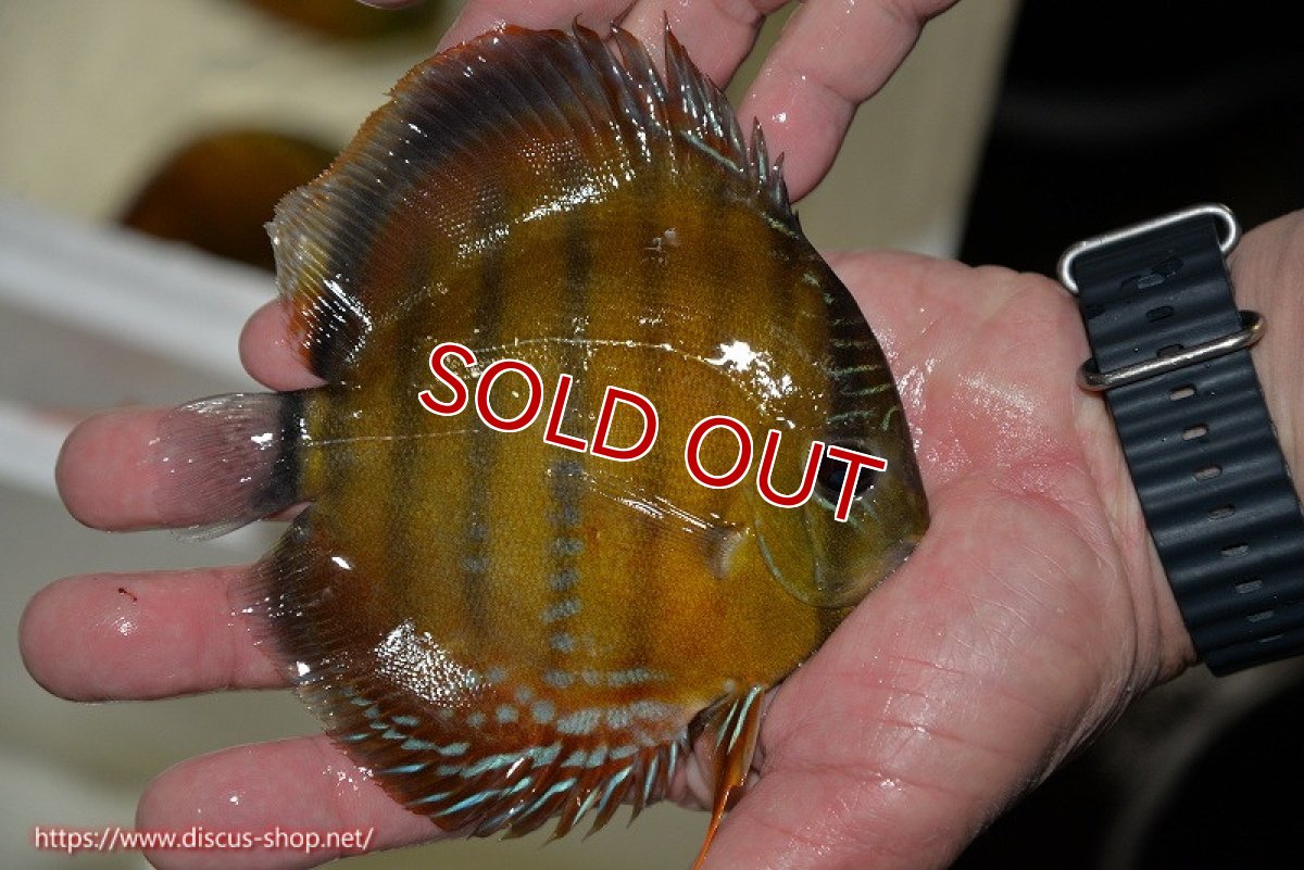画像2: 【決算セール対象個体】【ワイルドディスカス】【通販】【３年ぶりの入荷】ラーゴクリペア レッド【個体販売】11-13cm（生体）クリペア産 (2)