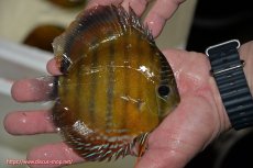 画像2: 【ワイルドディスカス】【通販】【３年ぶりの入荷】ラーゴクリペア レッド【個体販売】11-13cm（生体）クリペア産 (2)