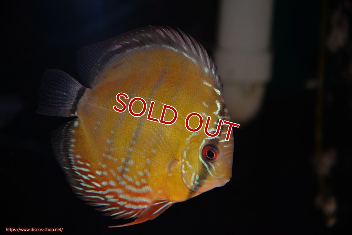 画像1: 【30周年記念セール対象個体】【ワイルドディスカス】【通販】【３年ぶりの入荷】ラーゴクリペア レッド【個体販売】11-13cm（生体）クリペア産 (1)