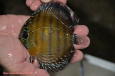 画像1: 【ワイルドディスカス】【通販】【３年ぶりの入荷】ラーゴクリペア レッド【個体販売】11-13cm（生体）クリペア産 (1)