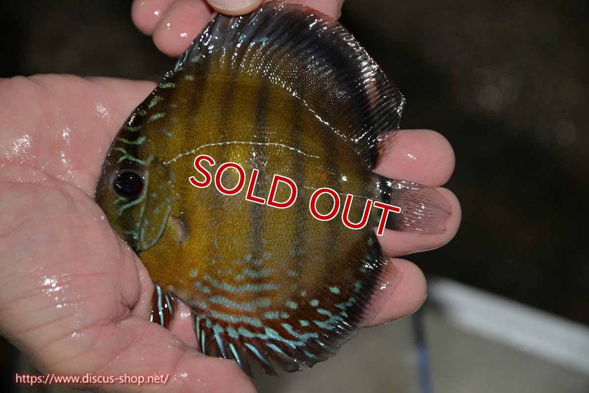 画像2: 【30周年記念セール対象個体】【ワイルドディスカス】【通販】【３年ぶりの入荷】ラーゴクリペア レッド【個体販売】11-13cm（生体）クリペア産 (2)