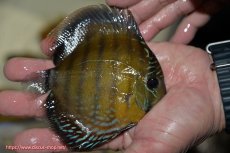 画像2: 【ワイルドディスカス】【通販】【３年ぶりの入荷】ラーゴクリペア レッド【個体販売】11-13cm（生体）クリペア産 (2)