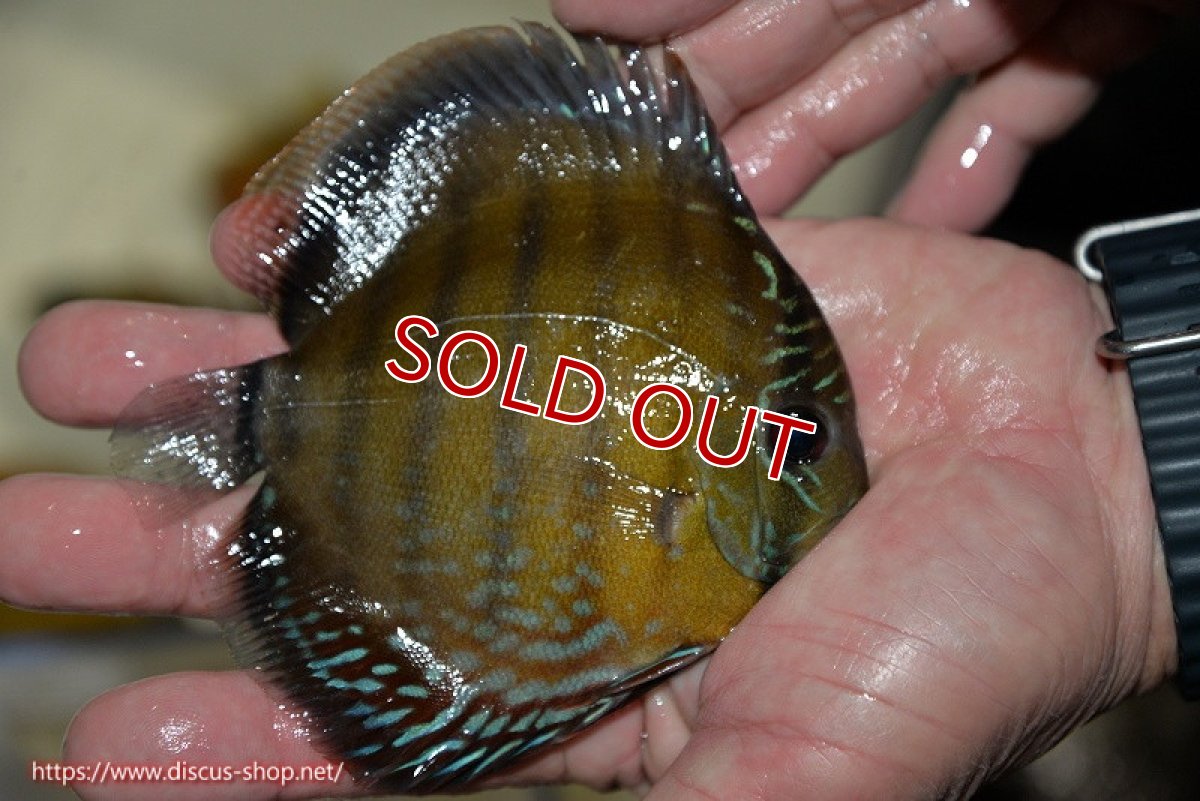 画像3: 【30周年記念セール対象個体】【ワイルドディスカス】【通販】【３年ぶりの入荷】ラーゴクリペア レッド【個体販売】11-13cm（生体）クリペア産 (3)