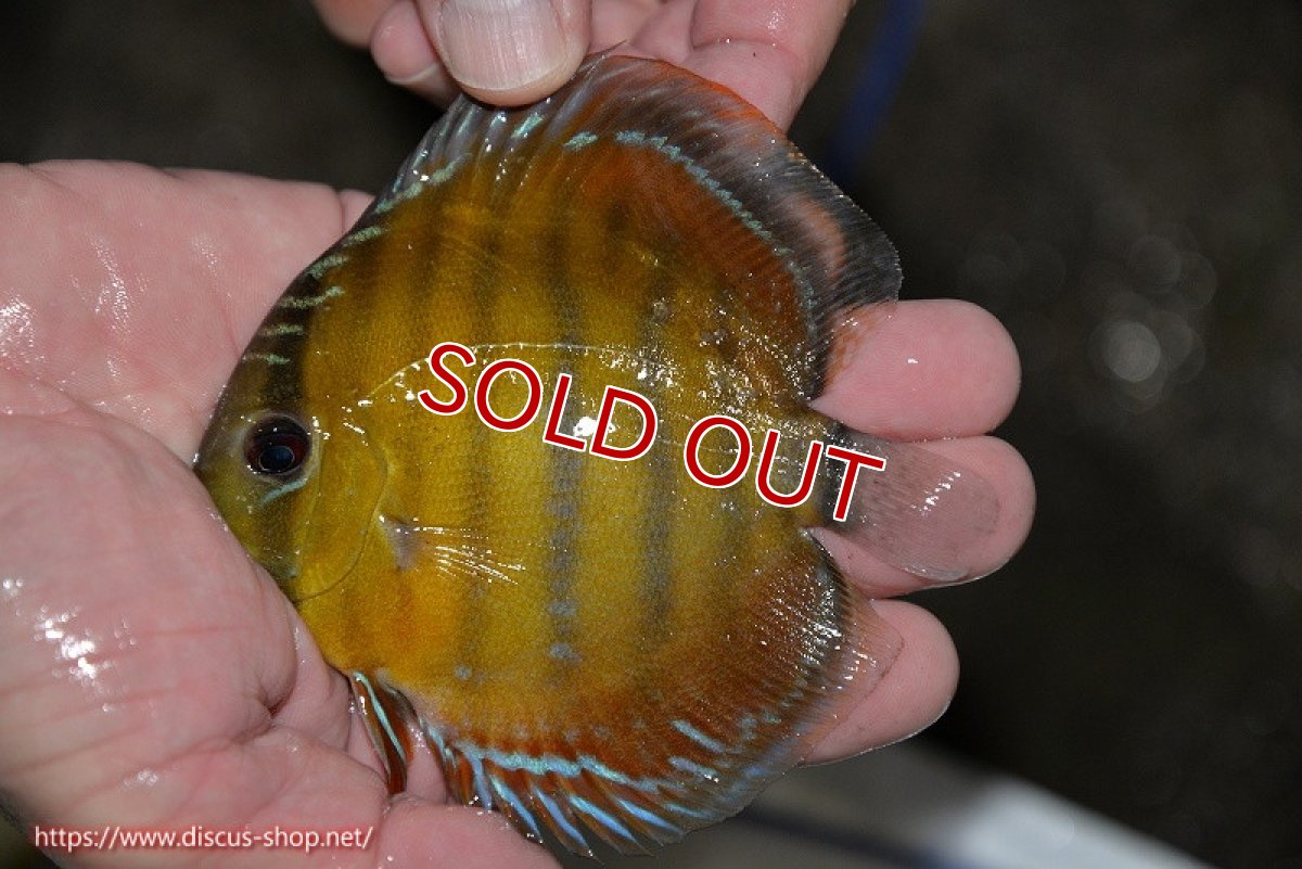 画像1: 【決算セール対象個体】【ワイルドディスカス】【通販】【３年ぶりの入荷】ラーゴクリペア レッド【個体販売】11-13cm（生体）クリペア産 (1)