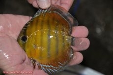 画像1: 【ワイルドディスカス】【通販】【３年ぶりの入荷】ラーゴクリペア レッド【個体販売】11-13cm（生体）クリペア産 (1)