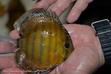 画像2: 【ワイルドディスカス】【通販】【３年ぶりの入荷】ラーゴクリペア レッド【個体販売】11-13cm（生体）クリペア産 (2)