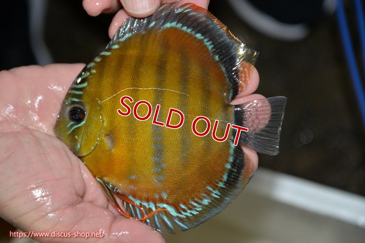 画像1: 【決算セール対象個体】【ワイルドディスカス】【通販】【３年ぶりの入荷】ラーゴクリペア レッド(金目）【個体販売】11-13cm（生体）クリペア産 (1)
