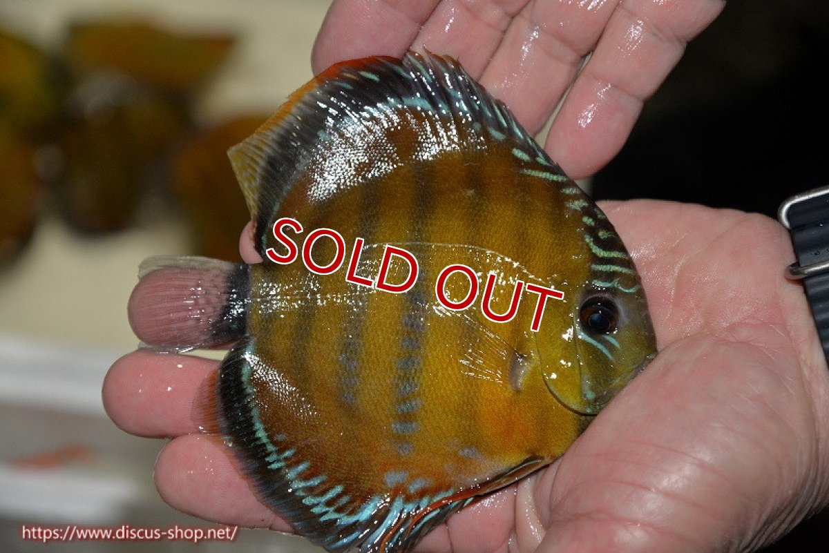 画像2: 【決算セール対象個体】【ワイルドディスカス】【通販】【３年ぶりの入荷】ラーゴクリペア レッド(金目）【個体販売】11-13cm（生体）クリペア産 (2)