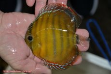 画像1: 【ワイルドディスカス】【通販】【３年ぶりの入荷】ラーゴクリペア レッド(金目）【個体販売】11-13cm（生体）クリペア産 (1)