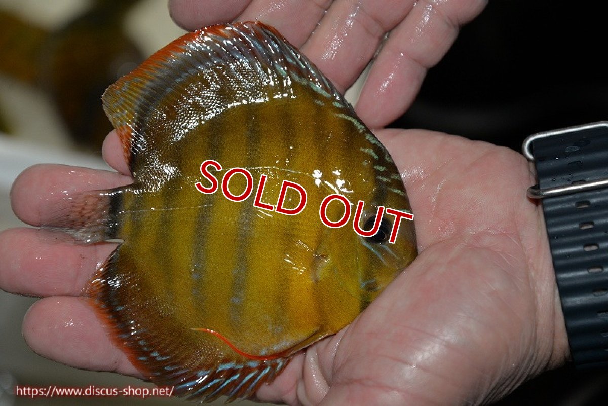 画像2: 【決算セール対象個体】【ワイルドディスカス】【通販】【３年ぶりの入荷】ラーゴクリペア レッド(金目）【個体販売】11-13cm（生体）クリペア産 (2)