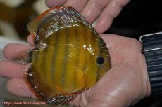 画像2: 【ワイルドディスカス】【通販】【３年ぶりの入荷】ラーゴクリペア レッド(金目）【個体販売】11-13cm（生体）クリペア産 (2)