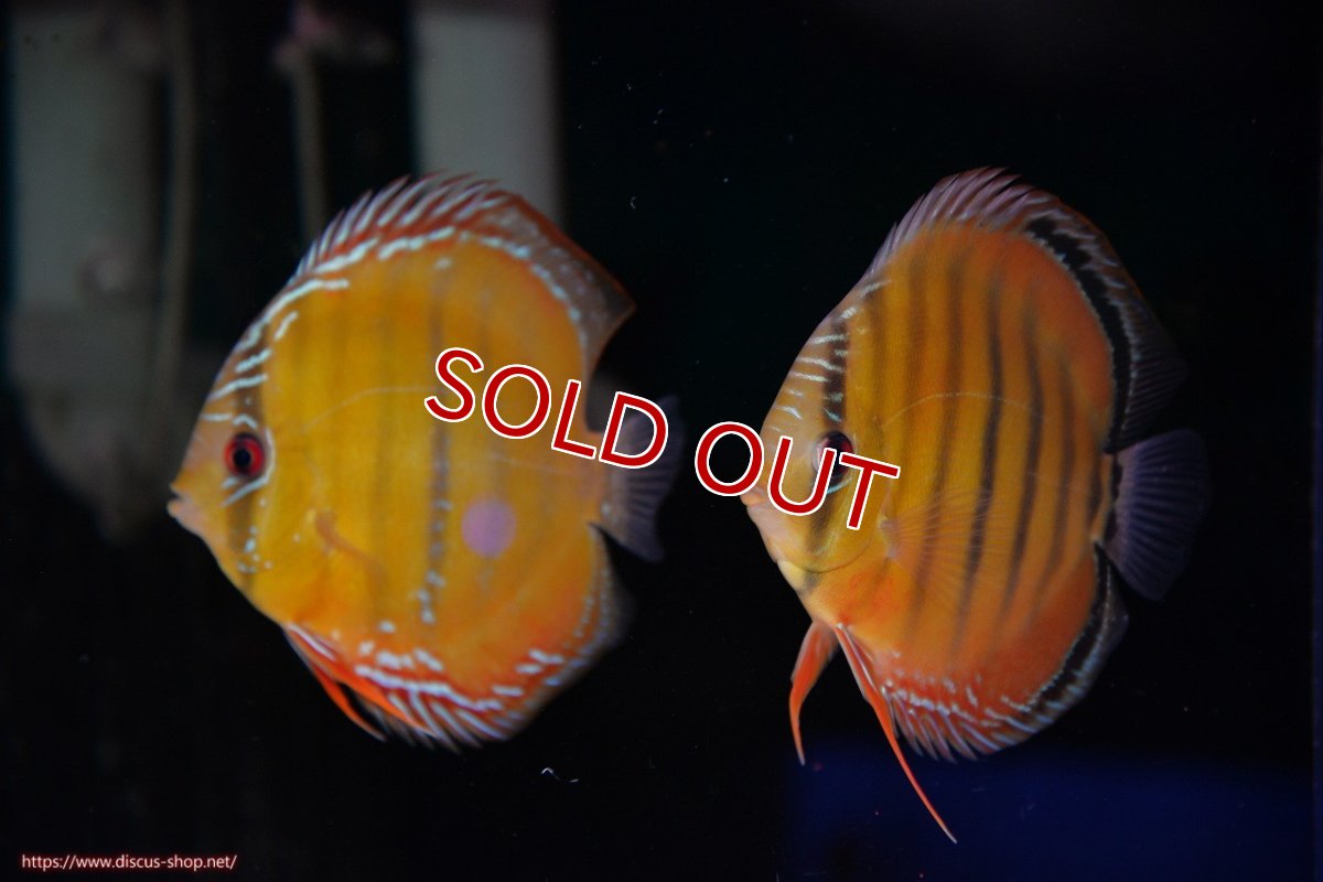 画像1: 【決算セール対象個体】【ワイルドディスカス】【通販】【３年ぶりの入荷】ラーゴクリペア スーパーレッド【個体ペア販売】13-14cm（生体）クリペア産 (1)
