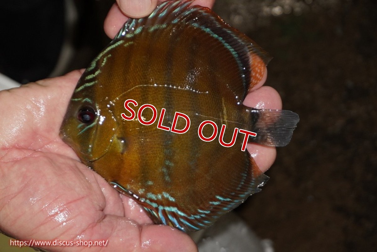 画像3: 【決算セール対象個体】【ワイルドディスカス】【通販】【３年ぶりの入荷】ラーゴクリペア スーパーレッド【個体ペア販売】13-14cm（生体）クリペア産 (3)
