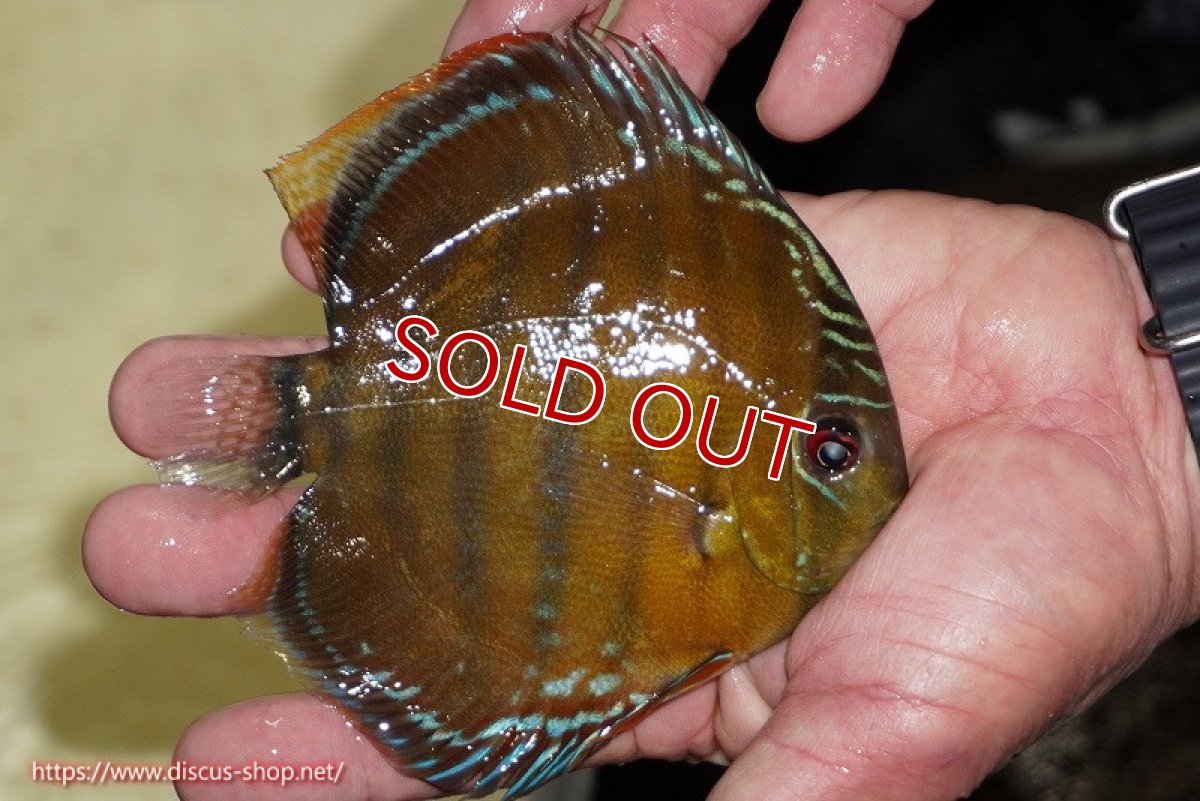 画像4: 【決算セール対象個体】【ワイルドディスカス】【通販】【３年ぶりの入荷】ラーゴクリペア スーパーレッド【個体ペア販売】13-14cm（生体）クリペア産 (4)