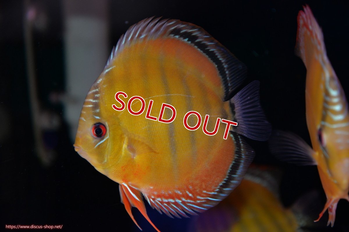 画像5: 【決算セール対象個体】【ワイルドディスカス】【通販】【３年ぶりの入荷】ラーゴクリペア スーパーレッド【個体ペア販売】13-14cm（生体）クリペア産 (5)