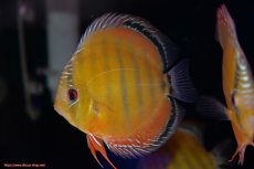 画像5: 【決算セール対象個体】【ワイルドディスカス】【通販】【３年ぶりの入荷】ラーゴクリペア スーパーレッド【個体ペア販売】13-14cm（生体）クリペア産 (5)