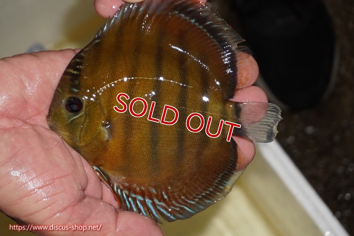 画像6: 【決算セール対象個体】【ワイルドディスカス】【通販】【３年ぶりの入荷】ラーゴクリペア スーパーレッド【個体ペア販売】13-14cm（生体）クリペア産 (6)