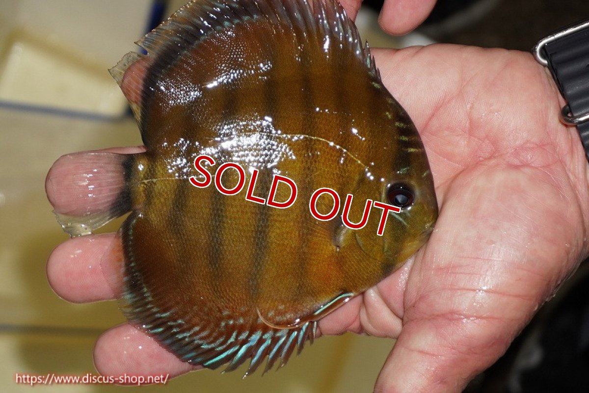 画像7: 【決算セール対象個体】【ワイルドディスカス】【通販】【３年ぶりの入荷】ラーゴクリペア スーパーレッド【個体ペア販売】13-14cm（生体）クリペア産 (7)