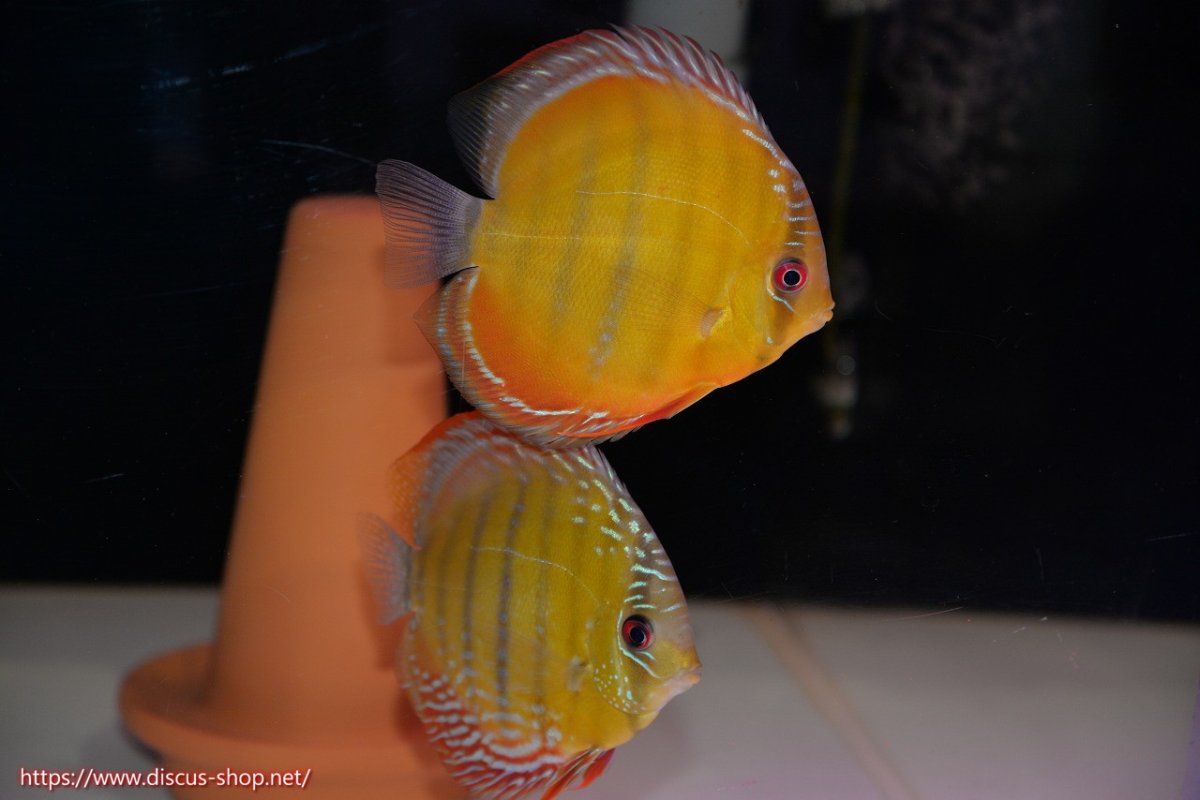 画像1: 【30周年記念セール対象個体】【ワイルドディスカス】【通販】【３年ぶりの入荷】ラーゴクリペア ロイヤル＆スーパーレッド【個体ペア販売】13-14cm（生体）クリペア産 (1)