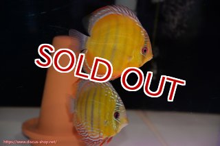 ディスカス\販売形式\個体ペア販売 - ペットバルーンEX ワイルド