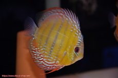 画像2: 【30周年記念セール対象個体】【ワイルドディスカス】【通販】【３年ぶりの入荷】ラーゴクリペア ロイヤル＆スーパーレッド【個体ペア販売】13-14cm（生体）クリペア産 (2)