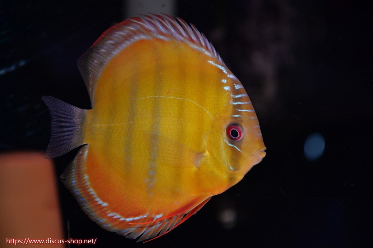 画像5: 【30周年記念セール対象個体】【ワイルドディスカス】【通販】【３年ぶりの入荷】ラーゴクリペア ロイヤル＆スーパーレッド【個体ペア販売】13-14cm（生体）クリペア産 (5)