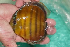 画像6: 【30周年記念セール対象個体】【ワイルドディスカス】【通販】【３年ぶりの入荷】ラーゴクリペア ロイヤル＆スーパーレッド【個体ペア販売】13-14cm（生体）クリペア産 (6)