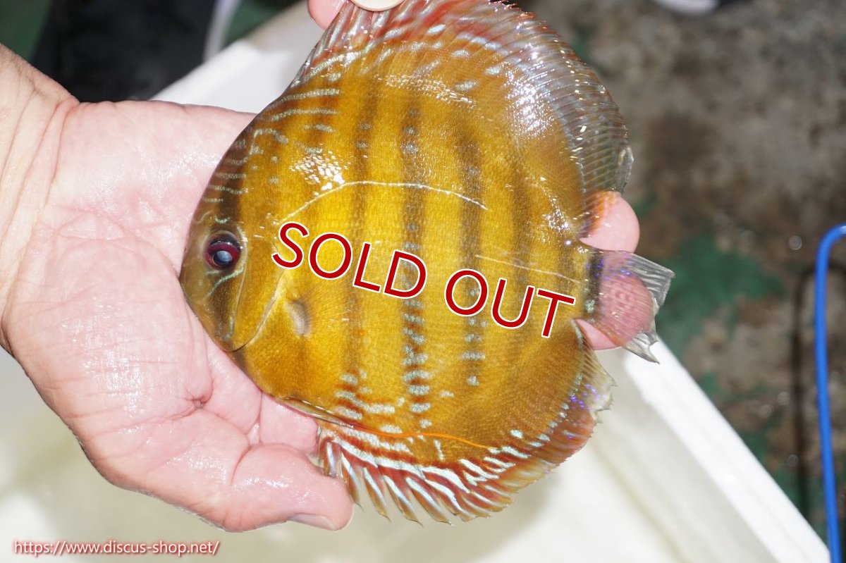 画像1: 【サマーセール対象個体　２匹以上でクーポンご利用で20％OFF】【ワイルドディスカス】【通販】ラーゴクリペア レッド【個体販売】14cm（生体）クリペア産 (1)