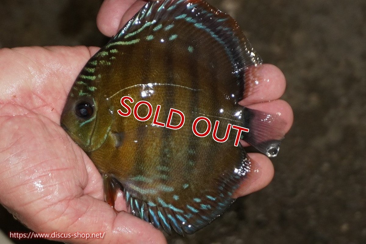 画像1: 【除夜の鐘38000円】【ワイルドディスカス】【通販】【３年ぶりの入荷】ラーゴクリペア レッド【個体販売】11-13cm（生体）クリペア産 (1)