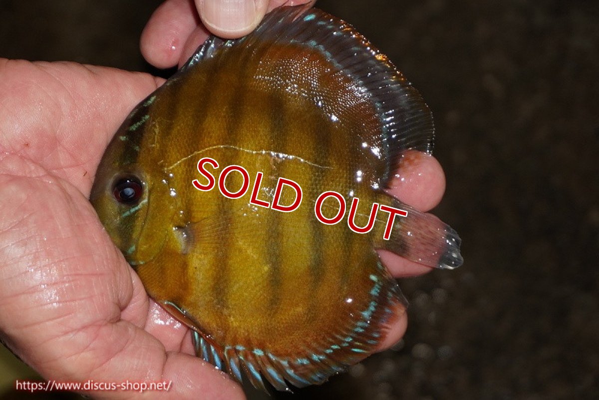 画像1: 【除夜の鐘38000円】【ワイルドディスカス】【通販】【３年ぶりの入荷】ラーゴクリペア レッド【個体販売】11-13cm（生体）クリペア産 (1)