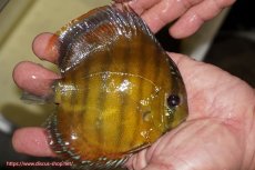 画像2: 【ワイルドディスカス】【通販】【３年ぶりの入荷】ラーゴクリペア レッド【個体販売】11-13cm（生体）クリペア産 (2)