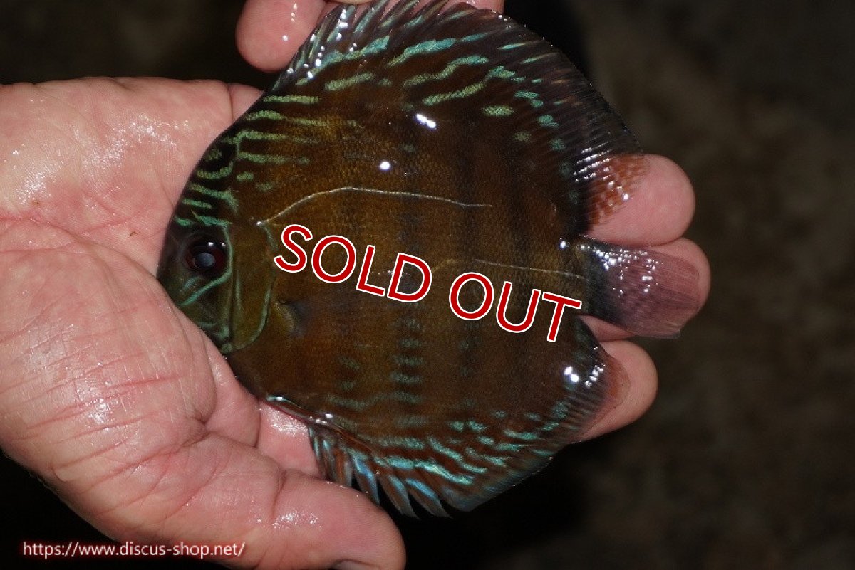 画像1: 【除夜の鐘38000円】【ワイルドディスカス】【通販】【３年ぶりの入荷】ラーゴクリペア レッド【個体販売】11-13cm（生体）クリペア産 (1)