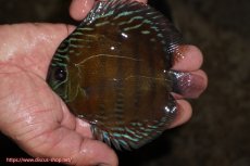 画像1: 【ワイルドディスカス】【通販】【３年ぶりの入荷】ラーゴクリペア レッド【個体販売】11-13cm（生体）クリペア産 (1)